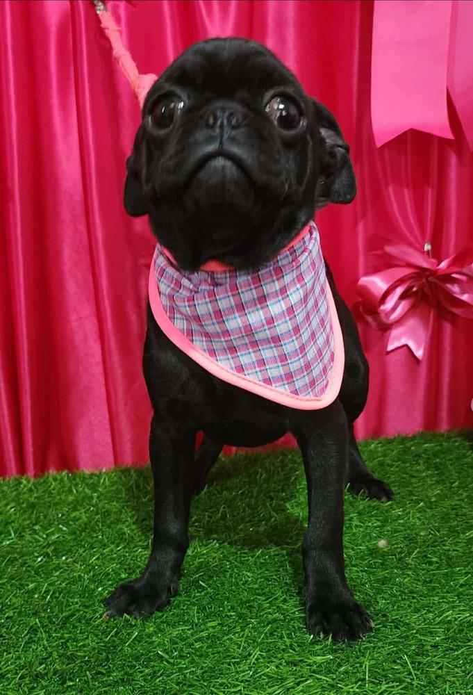 Elvira, Adoptable, Adult Female Pug.