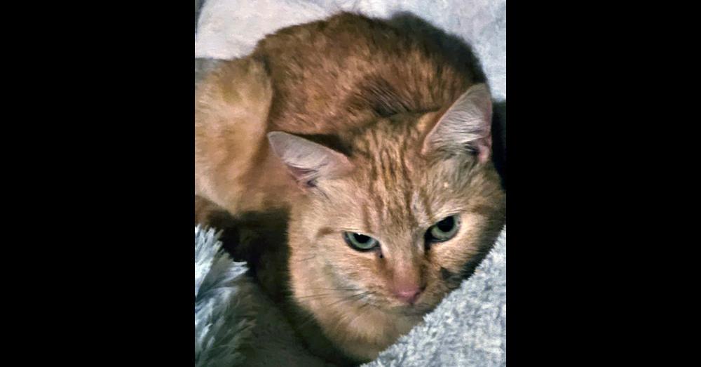 Enlarge Mama Wham, a Adoptable Domestic Short Hair in Virginia Beach, VA image 1/1