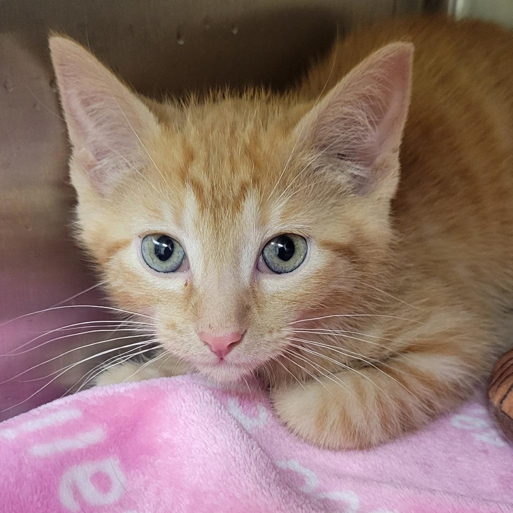 Extra Spicey, a Adoptable Domestic Short Hair in Milan, IL image 1/2