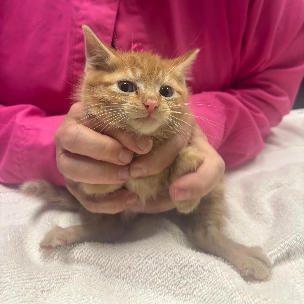 Extra Spicey, a Adoptable Domestic Short Hair in Milan, IL image 2/2