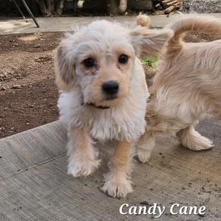 Enlarge Candy Cane, an adoptable mixed breed in clayton , CA image 1/3