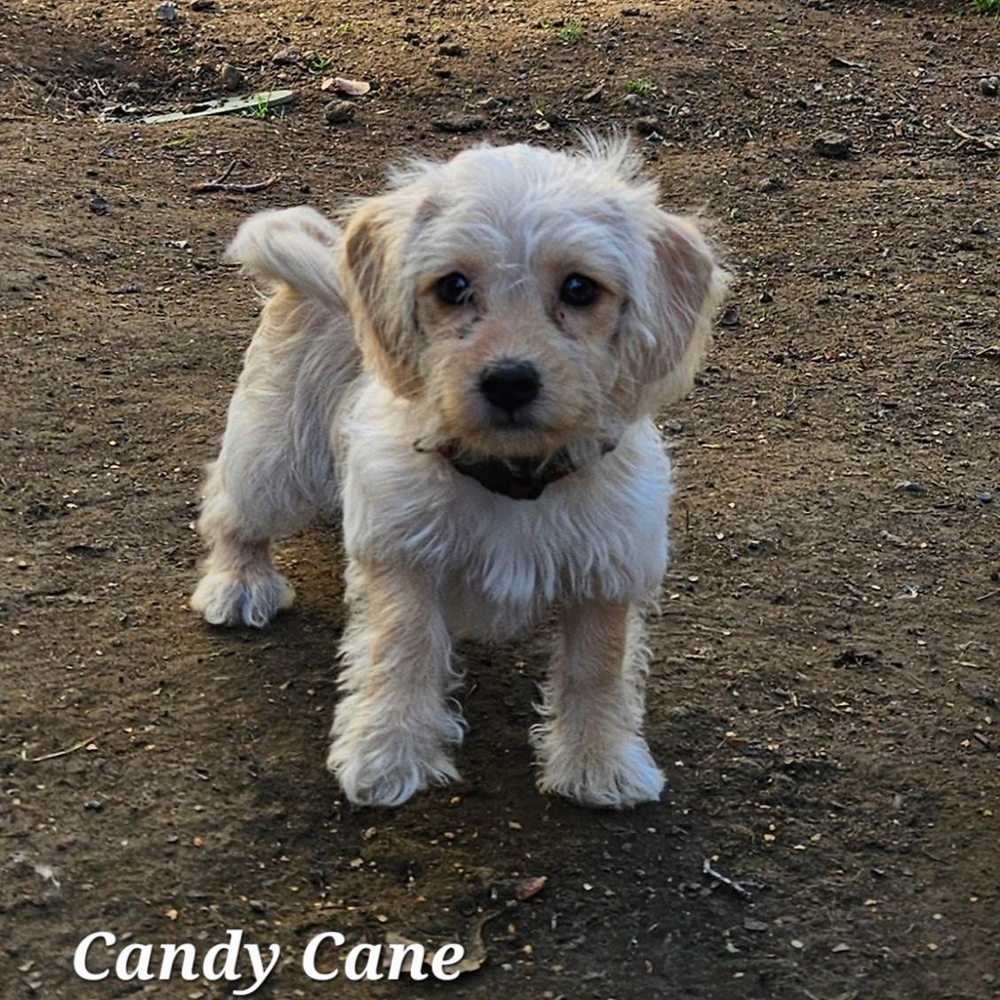 Enlarge Candy Cane, an adoptable mixed breed in clayton , CA image 2/3