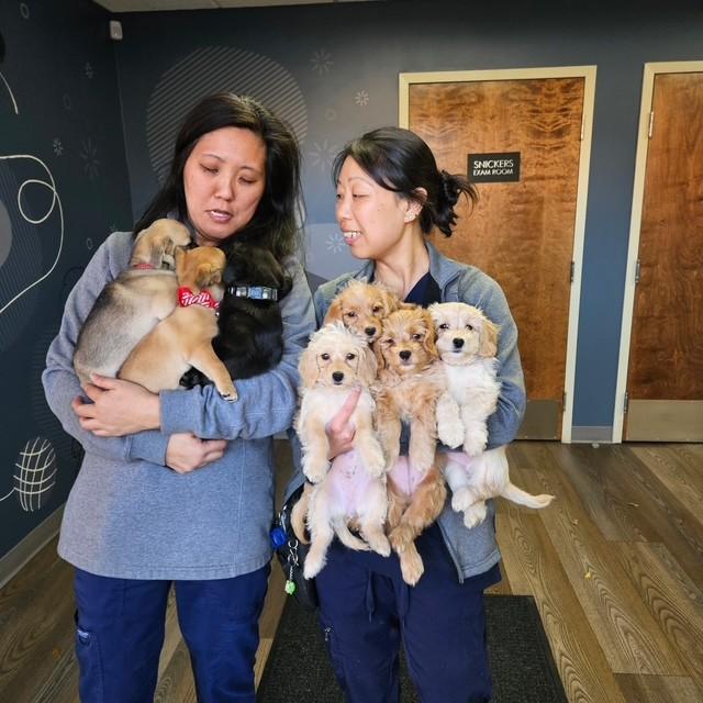Enlarge Candy Cane, an adoptable mixed breed in clayton , CA image 3/3