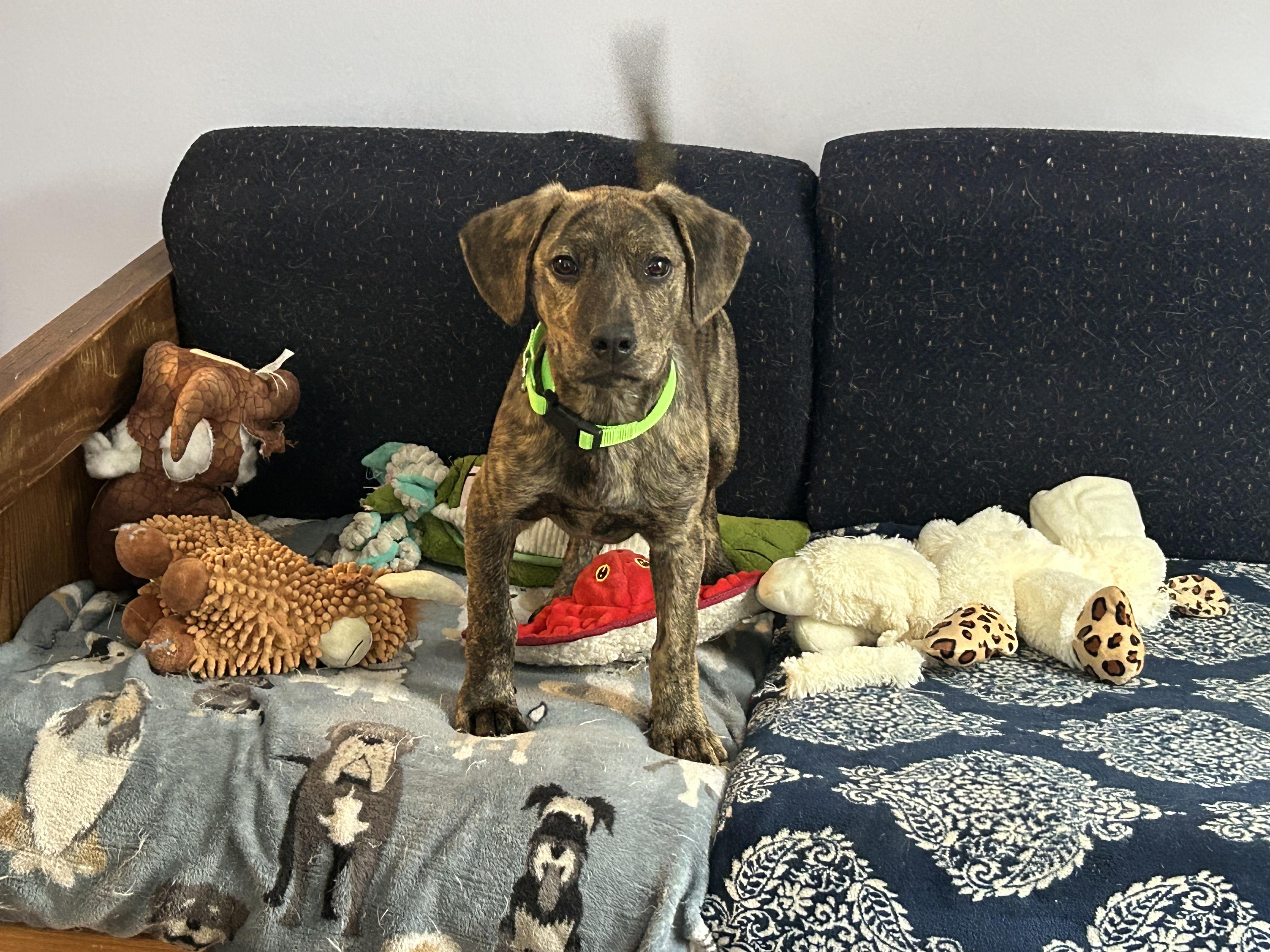 Enlarge Orwell, an adopted mixed breed in Billerica, MA image 2/3