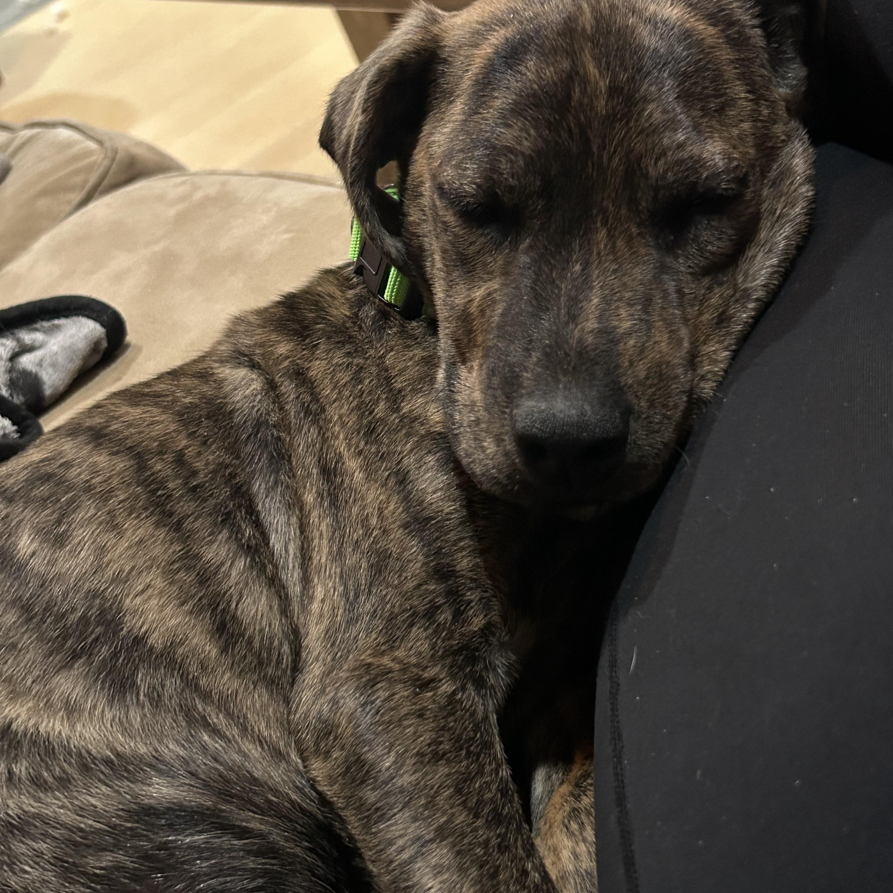 Enlarge Orwell, an adopted mixed breed in Billerica, MA image 3/3