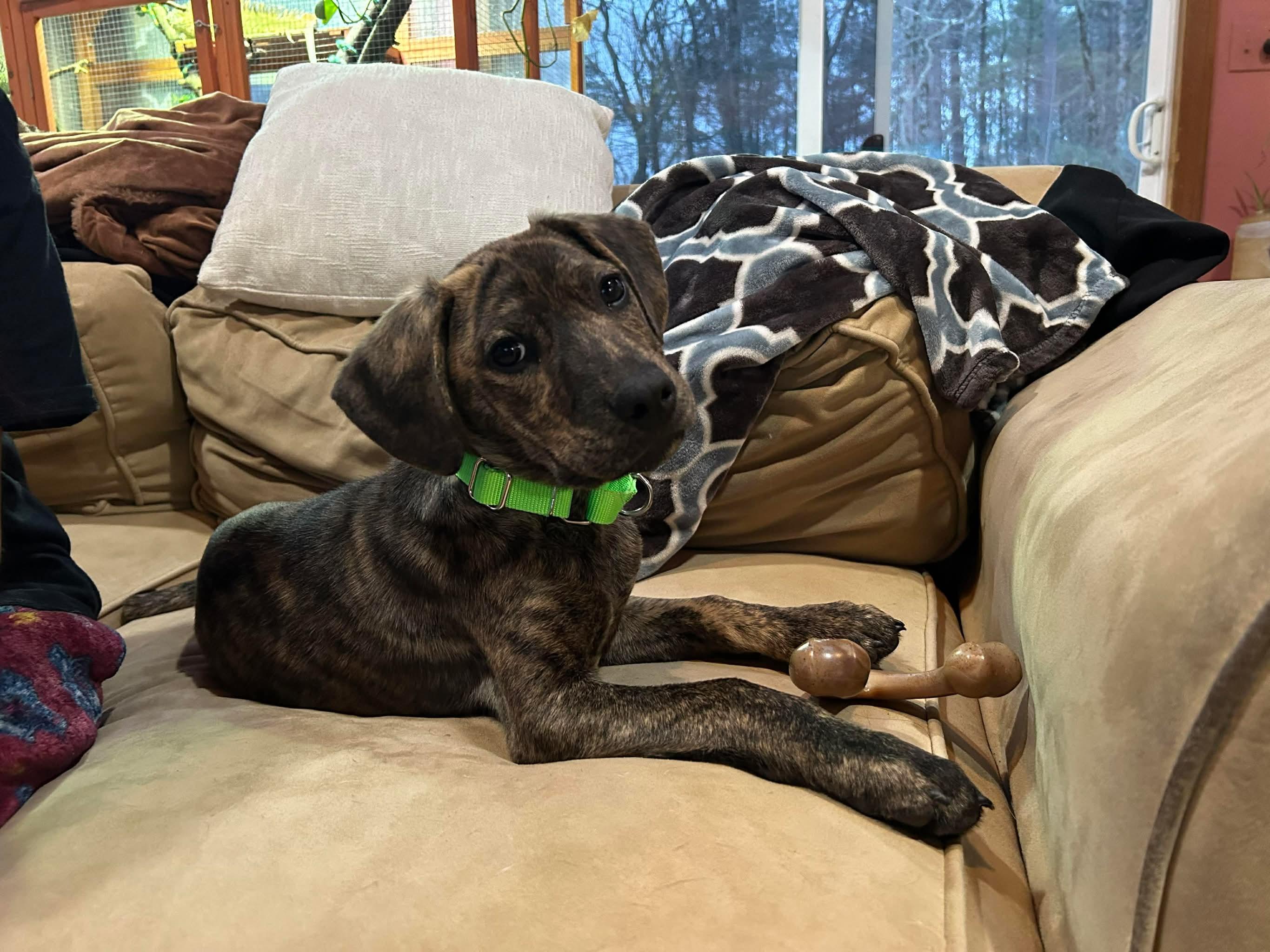 Enlarge Orwell, an adopted mixed breed in Billerica, MA image 1/3