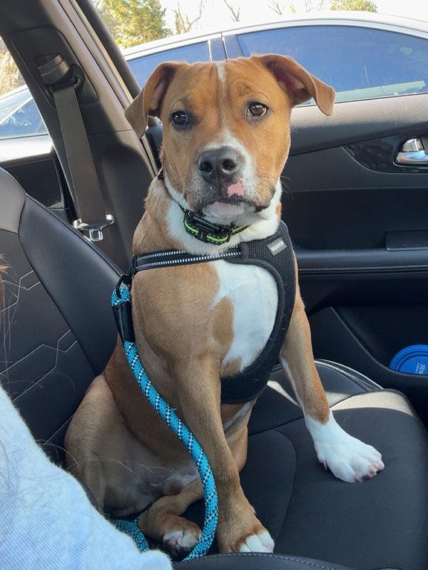 Beau/Raleigh, Adoptable, Young Male Terrier.