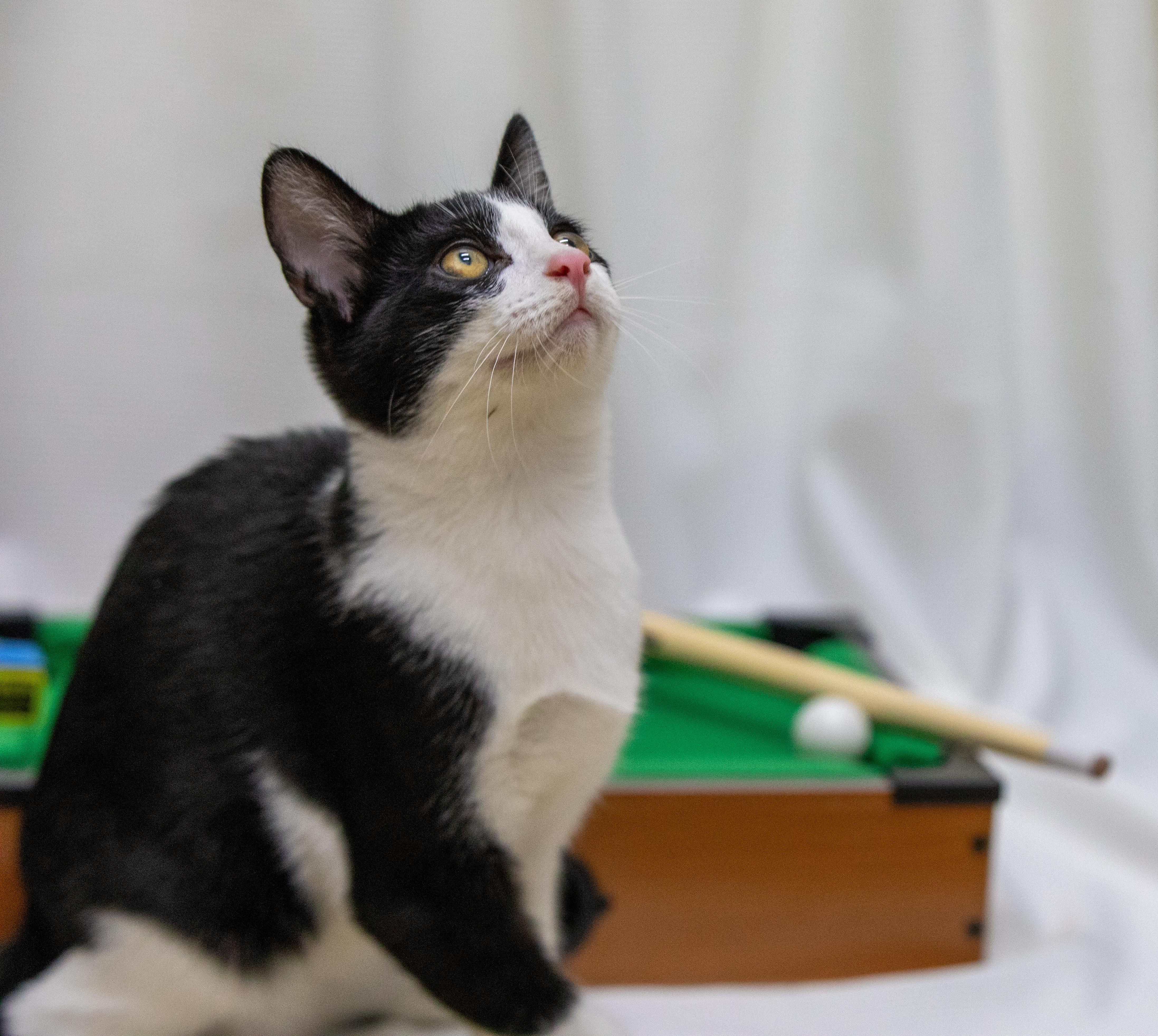 Armani, an adopted Domestic Short Hair in Santa Ana, CA image 2/5