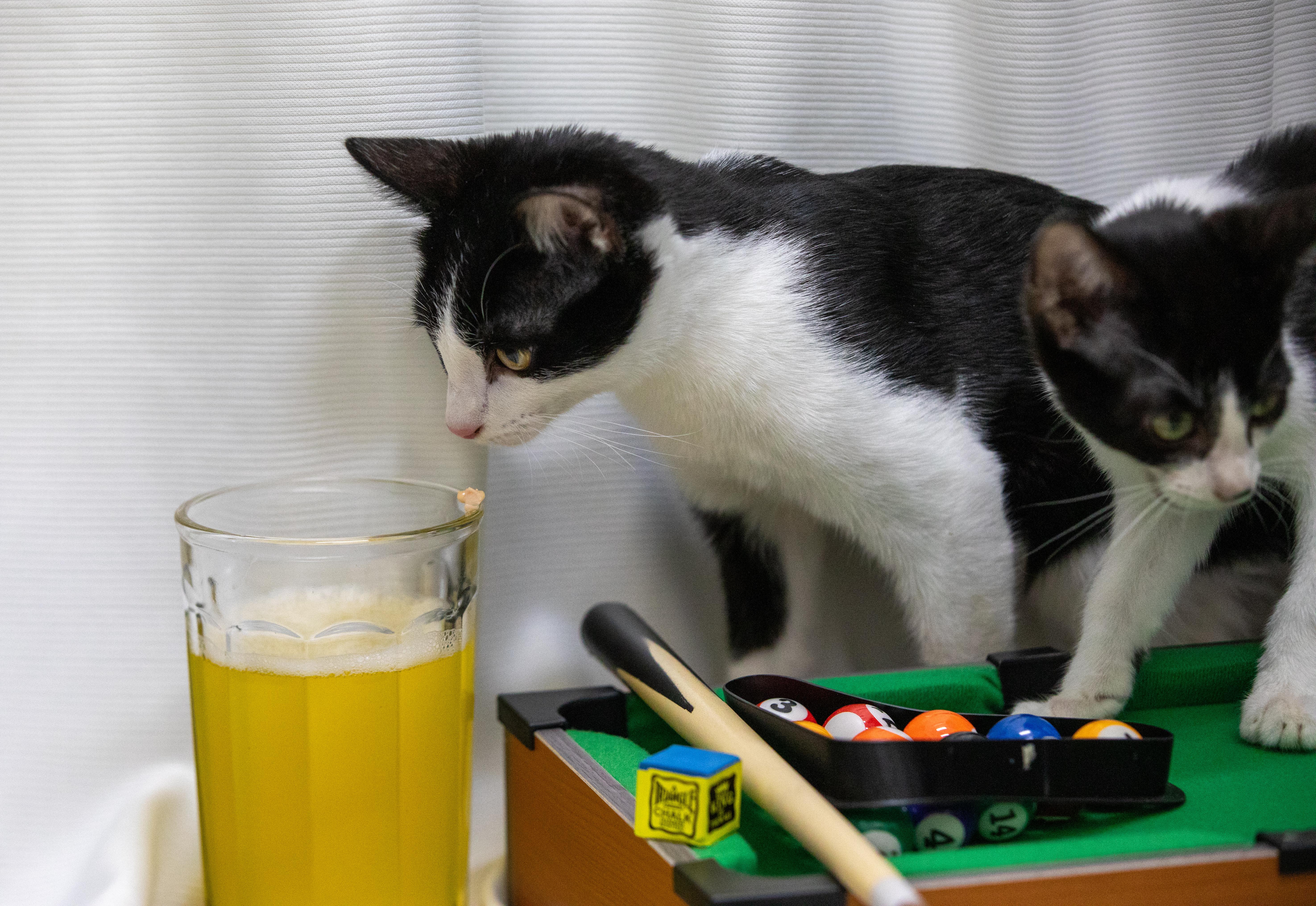 Armani, an adopted Domestic Short Hair in Santa Ana, CA image 5/5