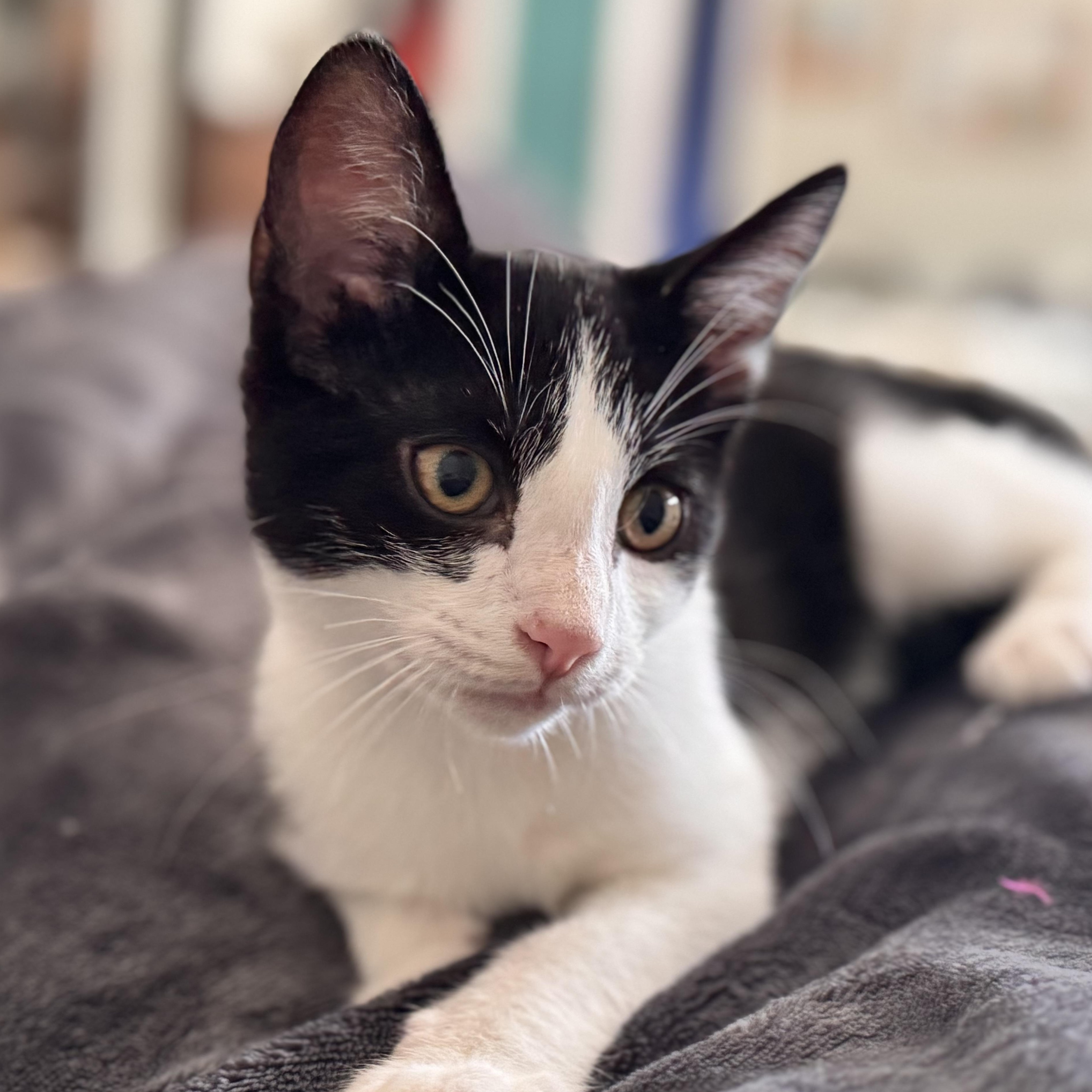 Armani, an adopted Domestic Short Hair in Santa Ana, CA image 1/5