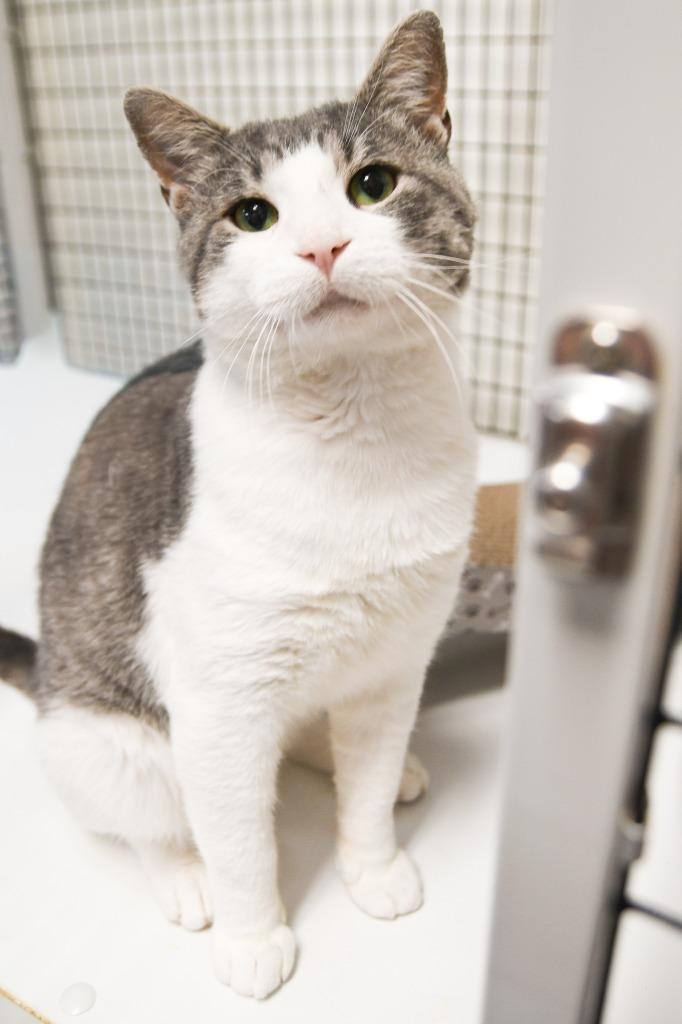 Enlarge Leon, a Adoptable mixed breed in Ewing, NJ image 1/5