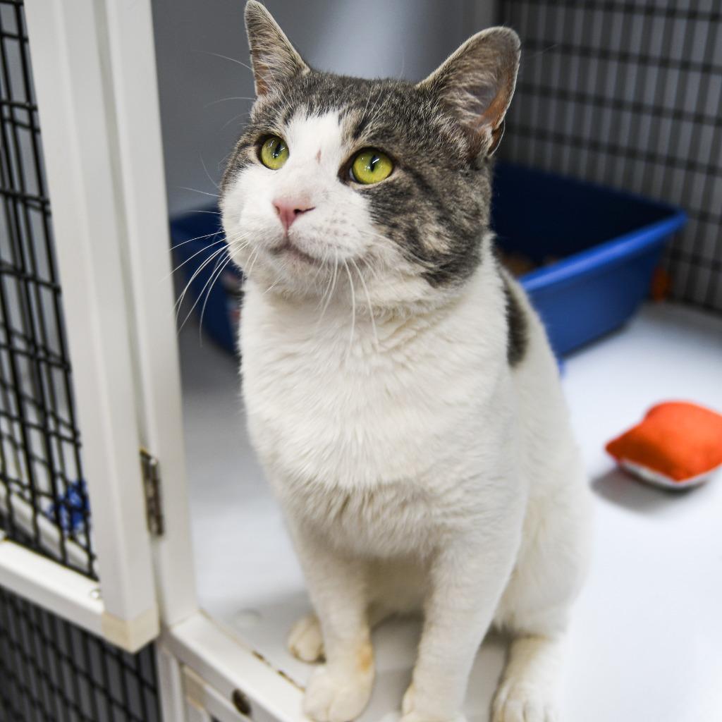Enlarge Leon, a Adoptable mixed breed in Ewing, NJ image 2/5