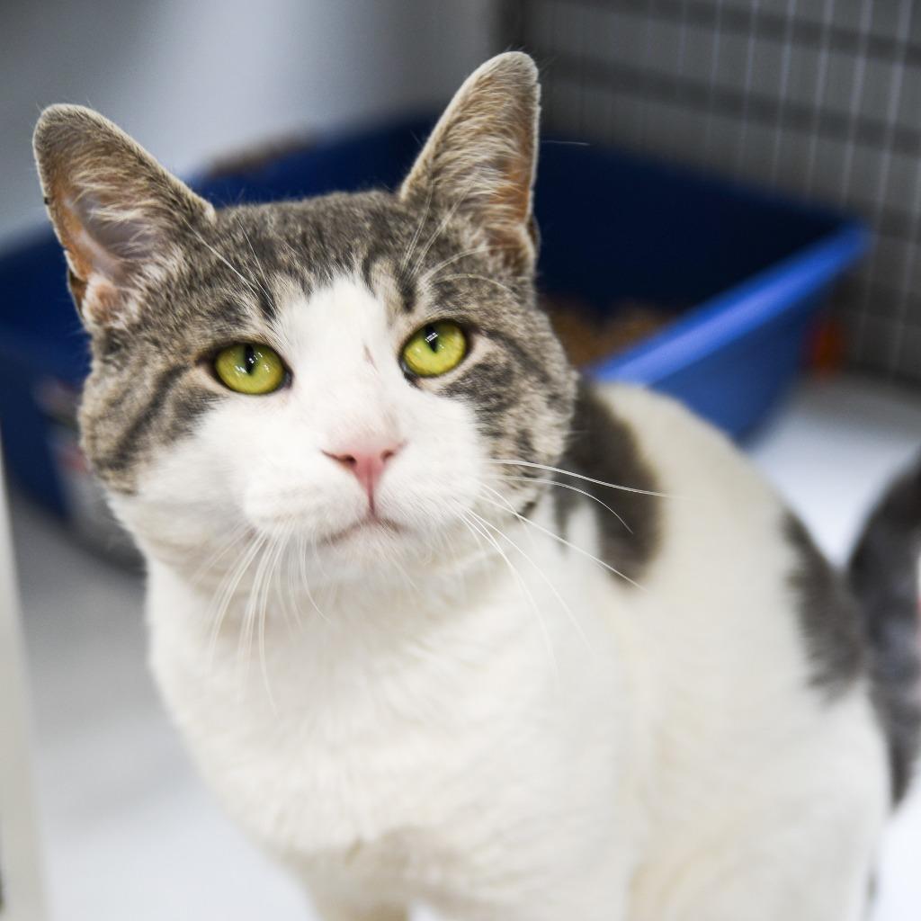 Enlarge Leon, a Adoptable mixed breed in Ewing, NJ image 3/5