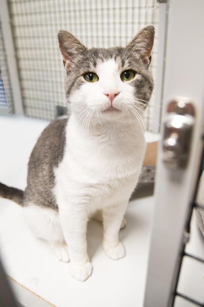 Enlarge Leon, a Adoptable mixed breed in Ewing, NJ image 4/5