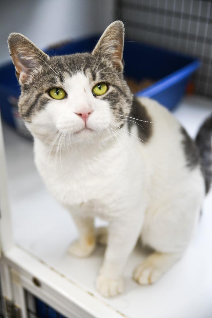 Enlarge Leon, a Adoptable mixed breed in Ewing, NJ image 5/5