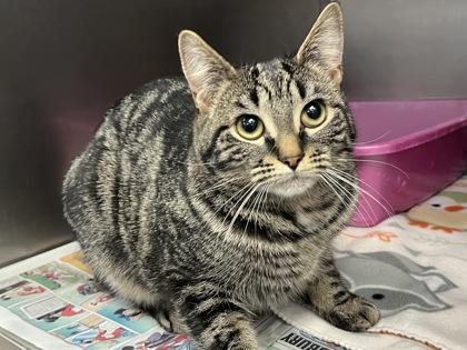 Enlarge KB, a Adoptable mixed breed in Woodbury, MN image 1/2