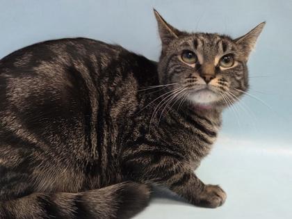 Enlarge KB, a Adoptable mixed breed in Woodbury, MN image 2/2