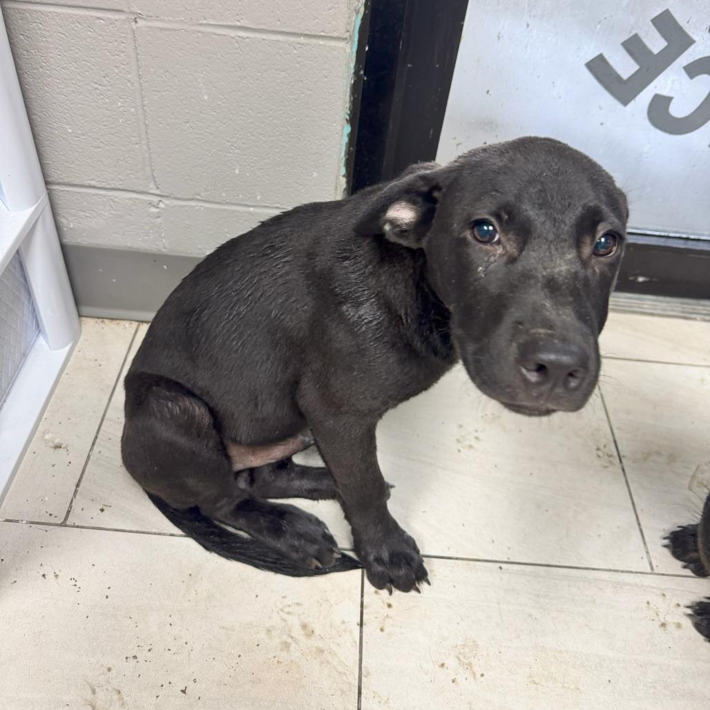 Mater, Adoptable, Puppy Male German Shepherd Dog.