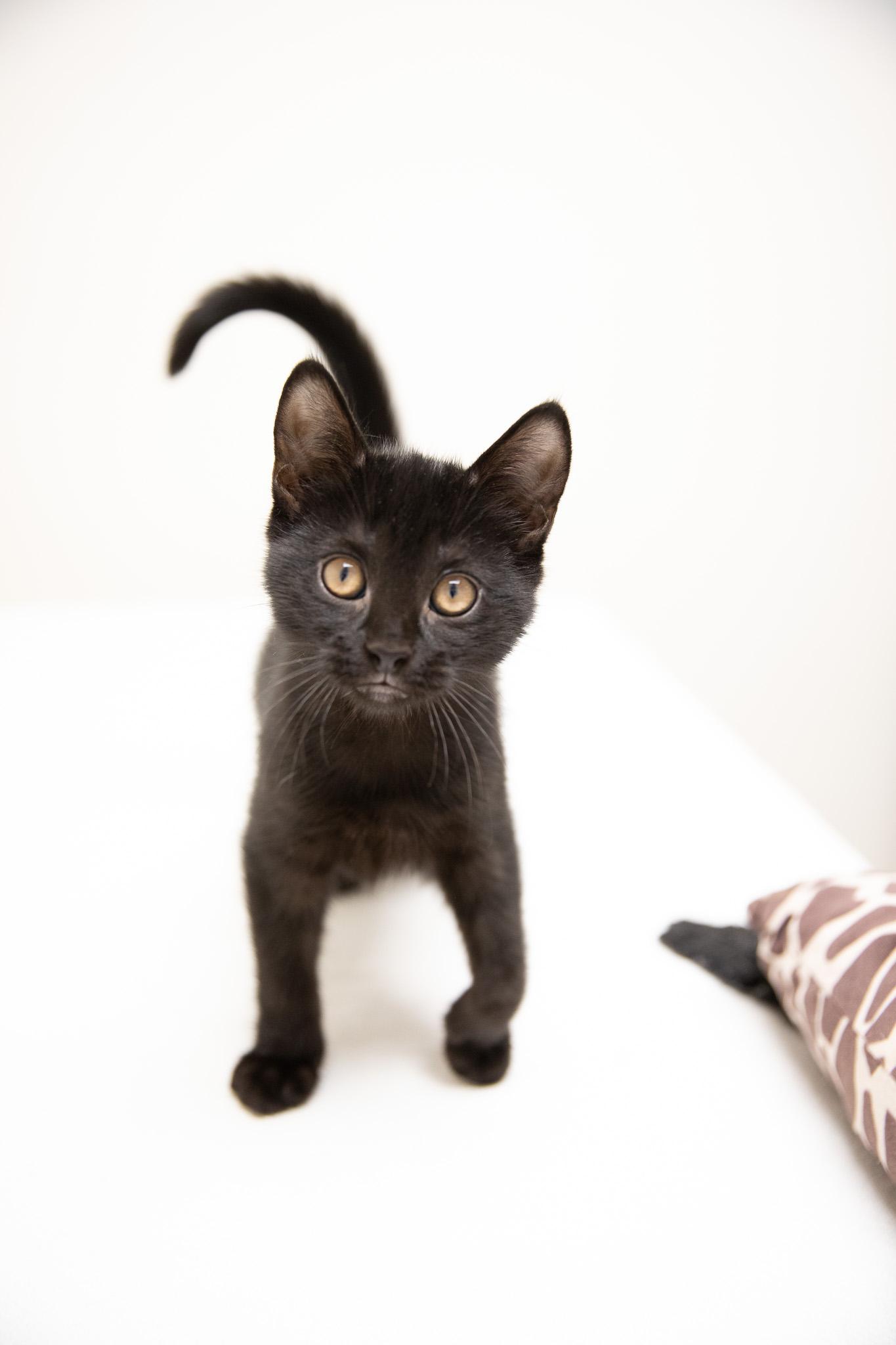 Waterfall, Baby Male Domestic Short Hair
