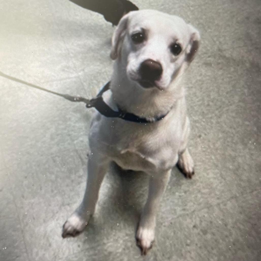 Enlarge Chips Ahoy, an adopted Yellow Labrador Retriever in Beulaville, NC image 2/4