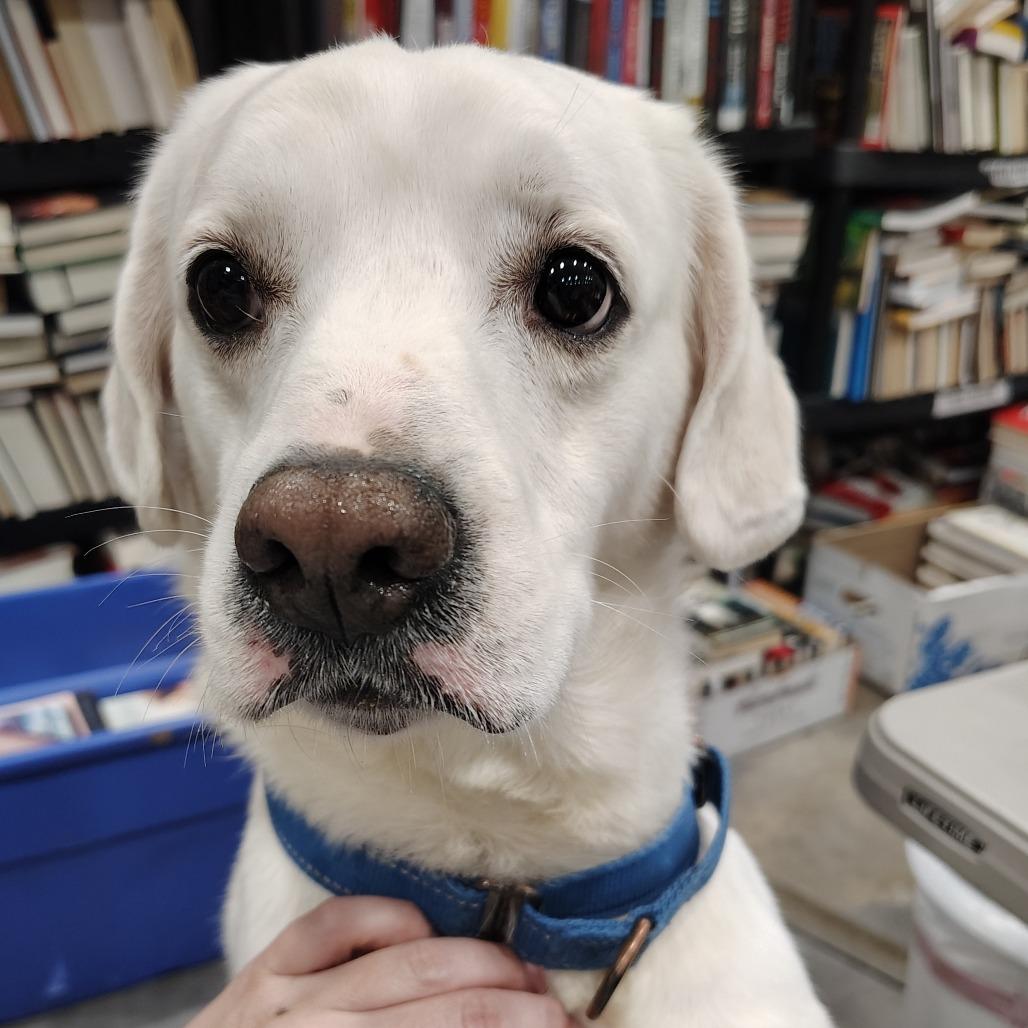 Enlarge Chips Ahoy, an adopted Yellow Labrador Retriever in Beulaville, NC image 3/4