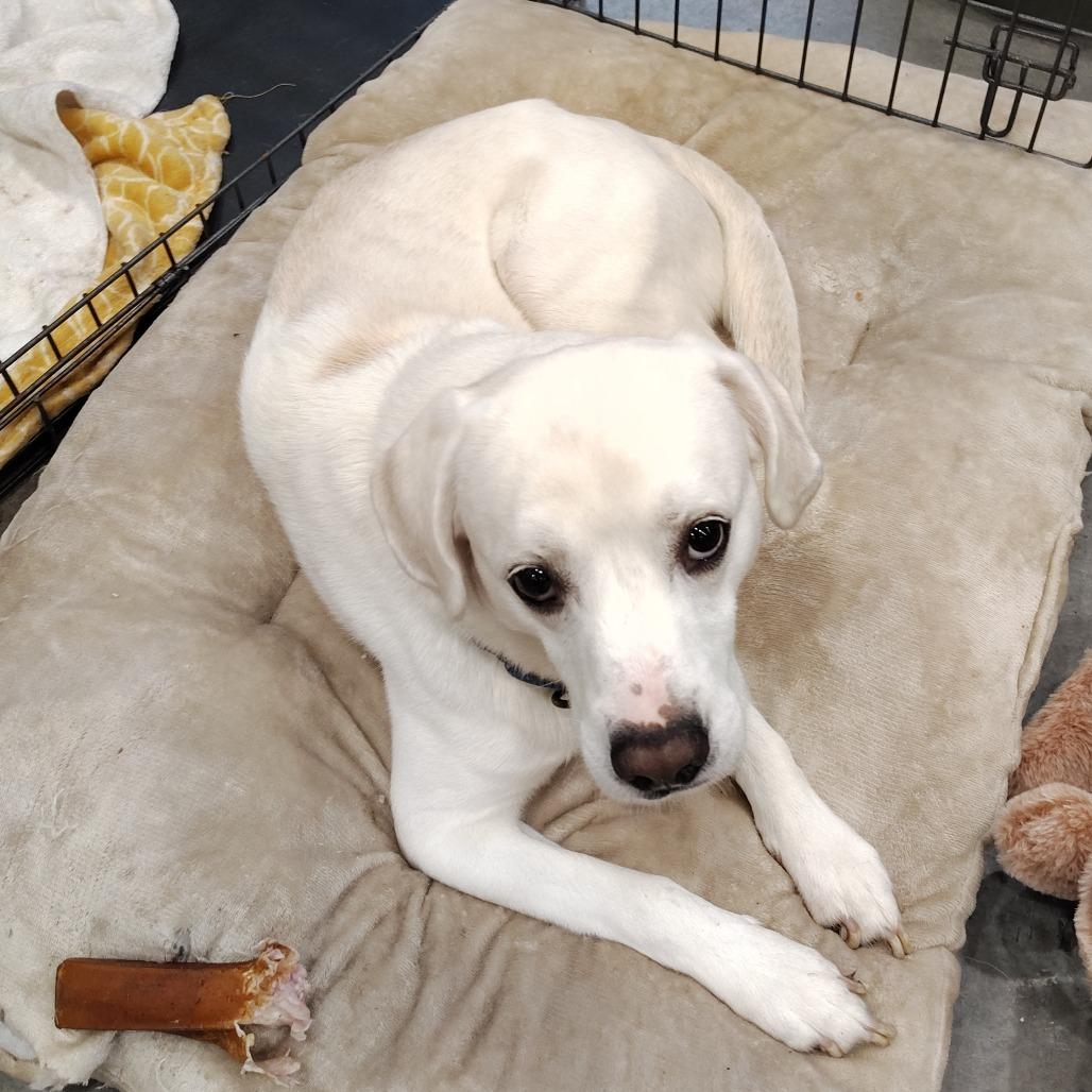 Enlarge Chips Ahoy, an adopted Yellow Labrador Retriever in Beulaville, NC image 4/4
