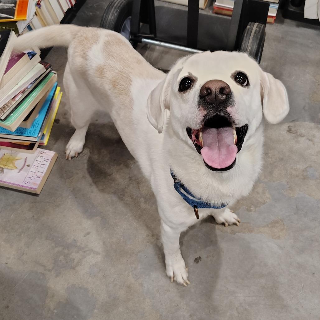 Enlarge Chips Ahoy, an adopted Yellow Labrador Retriever in Beulaville, NC image 1/4