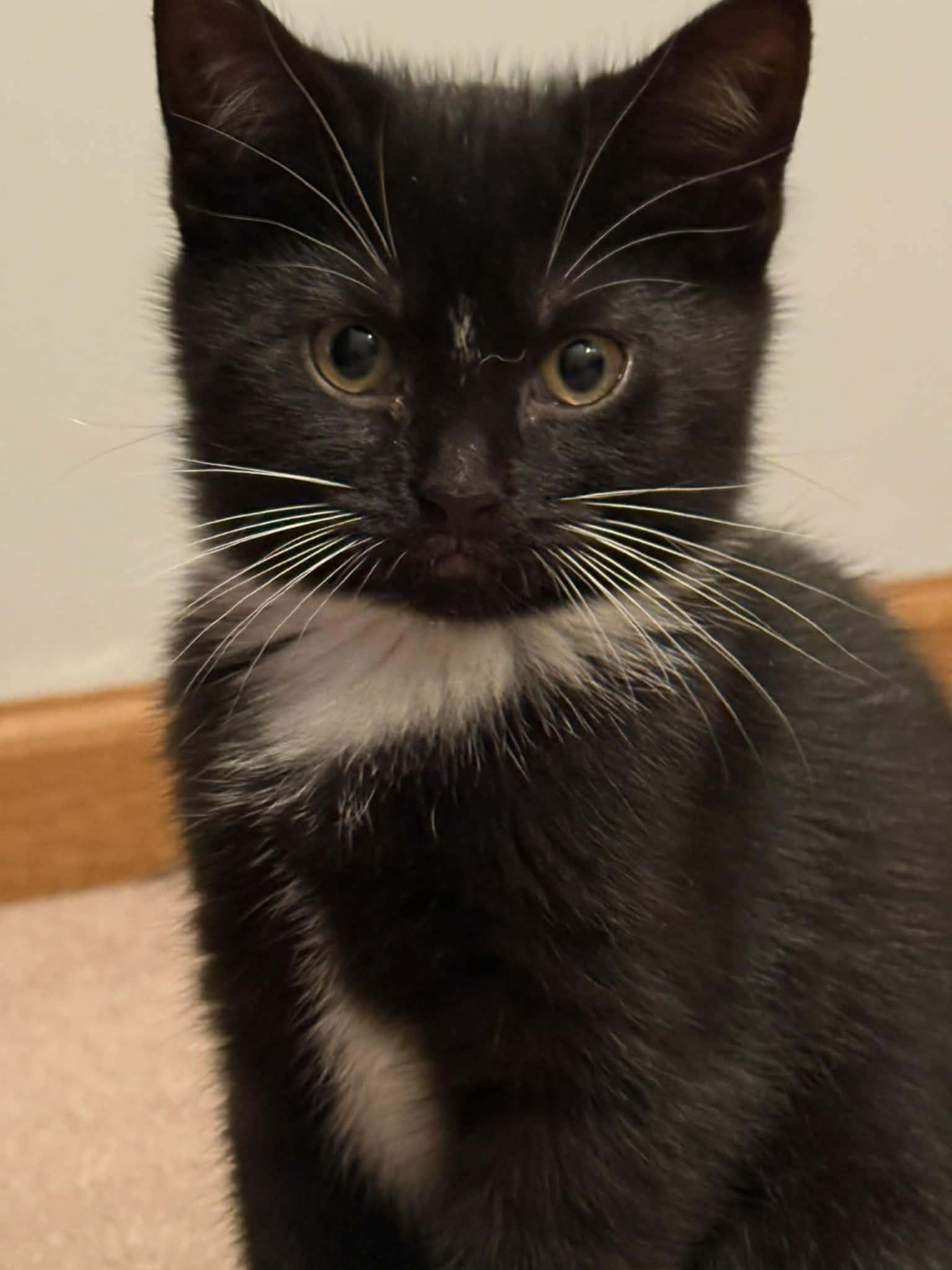 Hurried The Love Bug