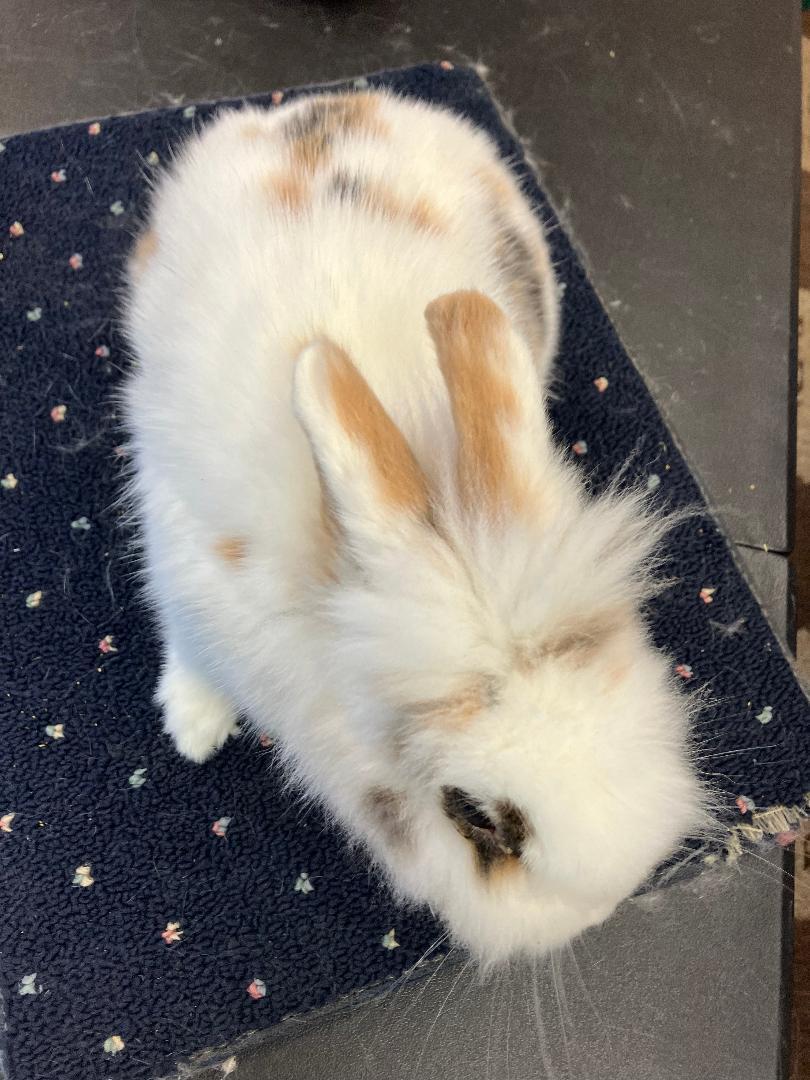 Fuzzbutt Widget, a Adoptable mixed breed in Youngstown, OH image 2/4