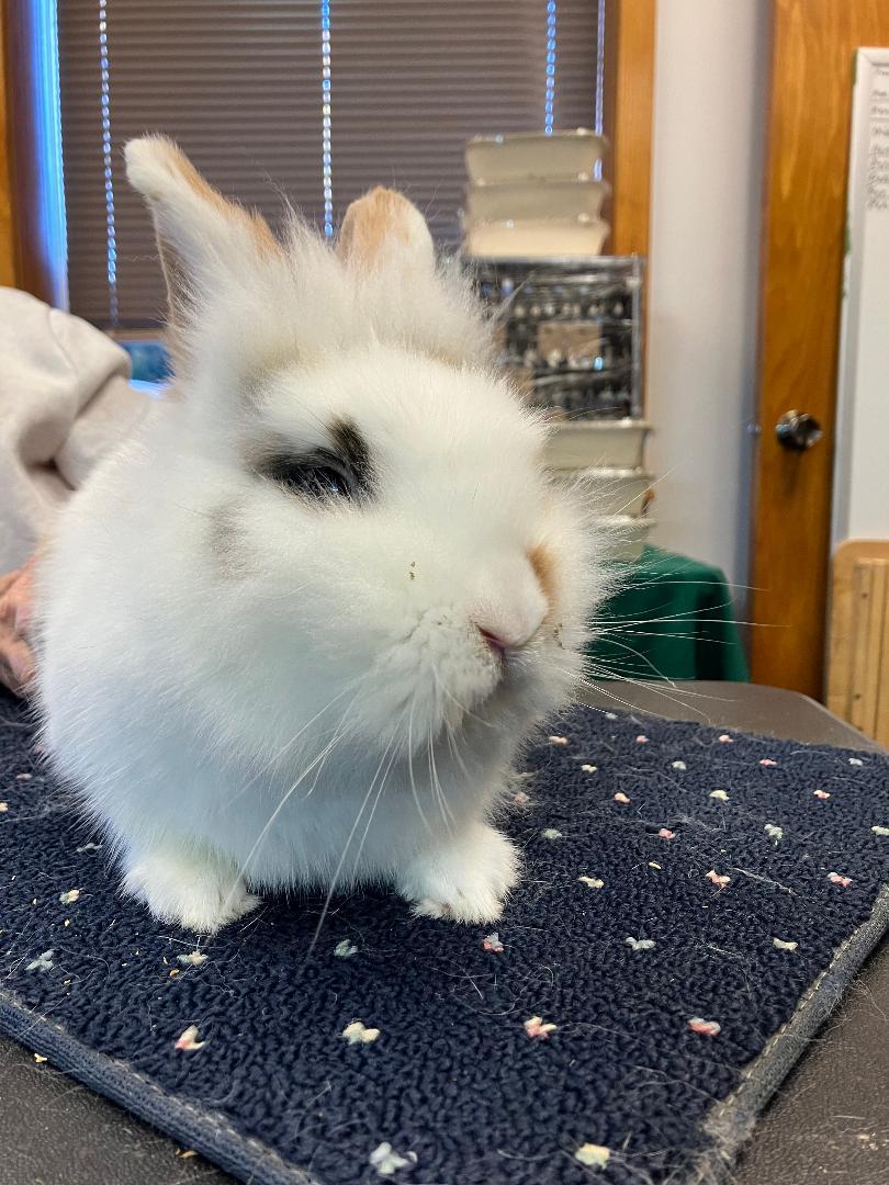 Fuzzbutt Widget, a Adoptable mixed breed in Youngstown, OH image 1/4