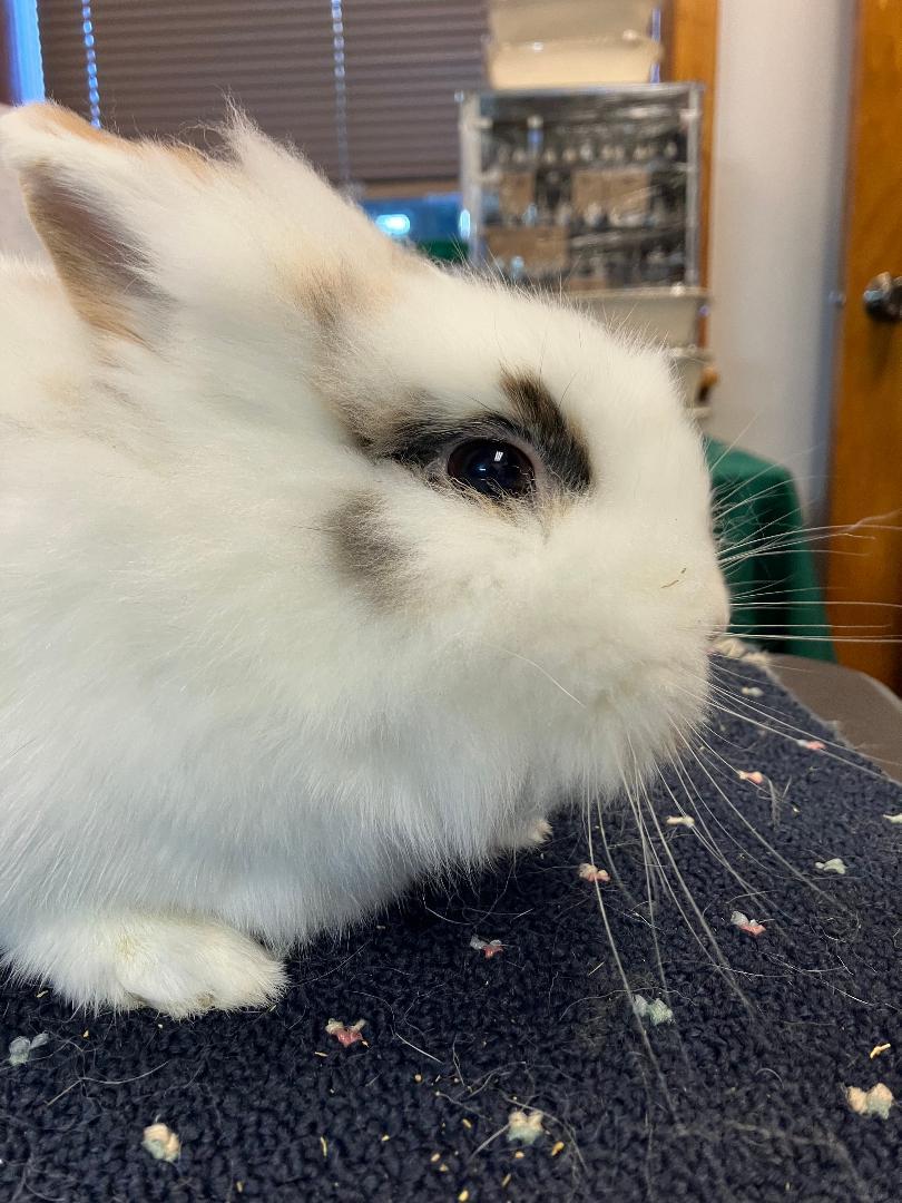 Fuzzbutt Widget, a Adoptable mixed breed in Youngstown, OH image 3/4