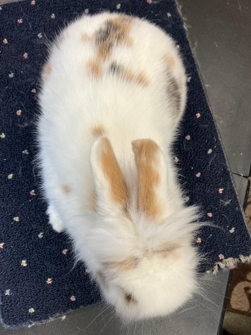 Fuzzbutt Widget, a Adoptable mixed breed in Youngstown, OH image 4/4