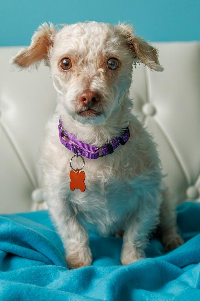 Winnie, a Adoptable mixed breed in Minneapolis, MN image 1/4