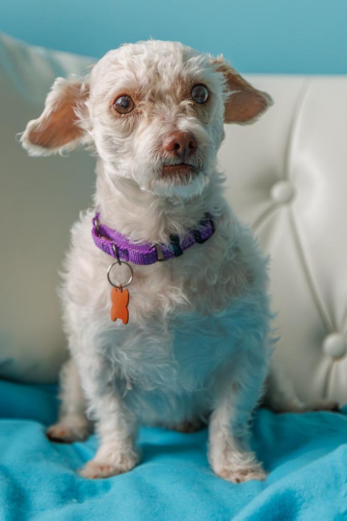 Winnie, a Adoptable mixed breed in Minneapolis, MN image 2/4