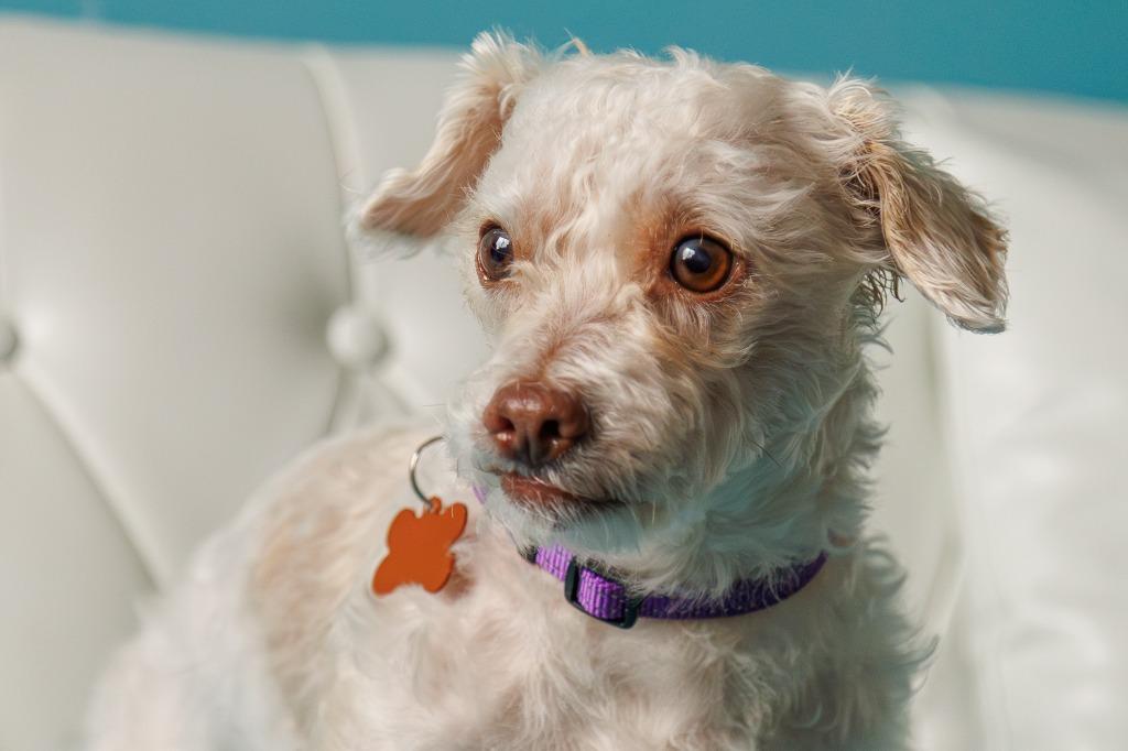 Winnie, a Adoptable mixed breed in Minneapolis, MN image 3/4
