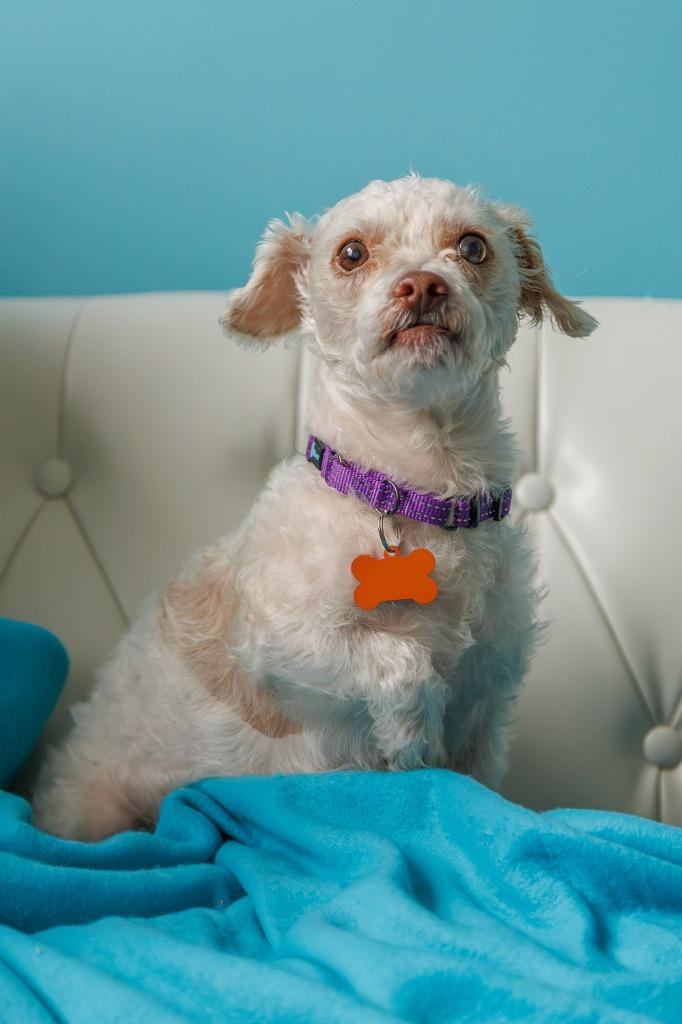 Winnie, a Adoptable mixed breed in Minneapolis, MN image 4/4