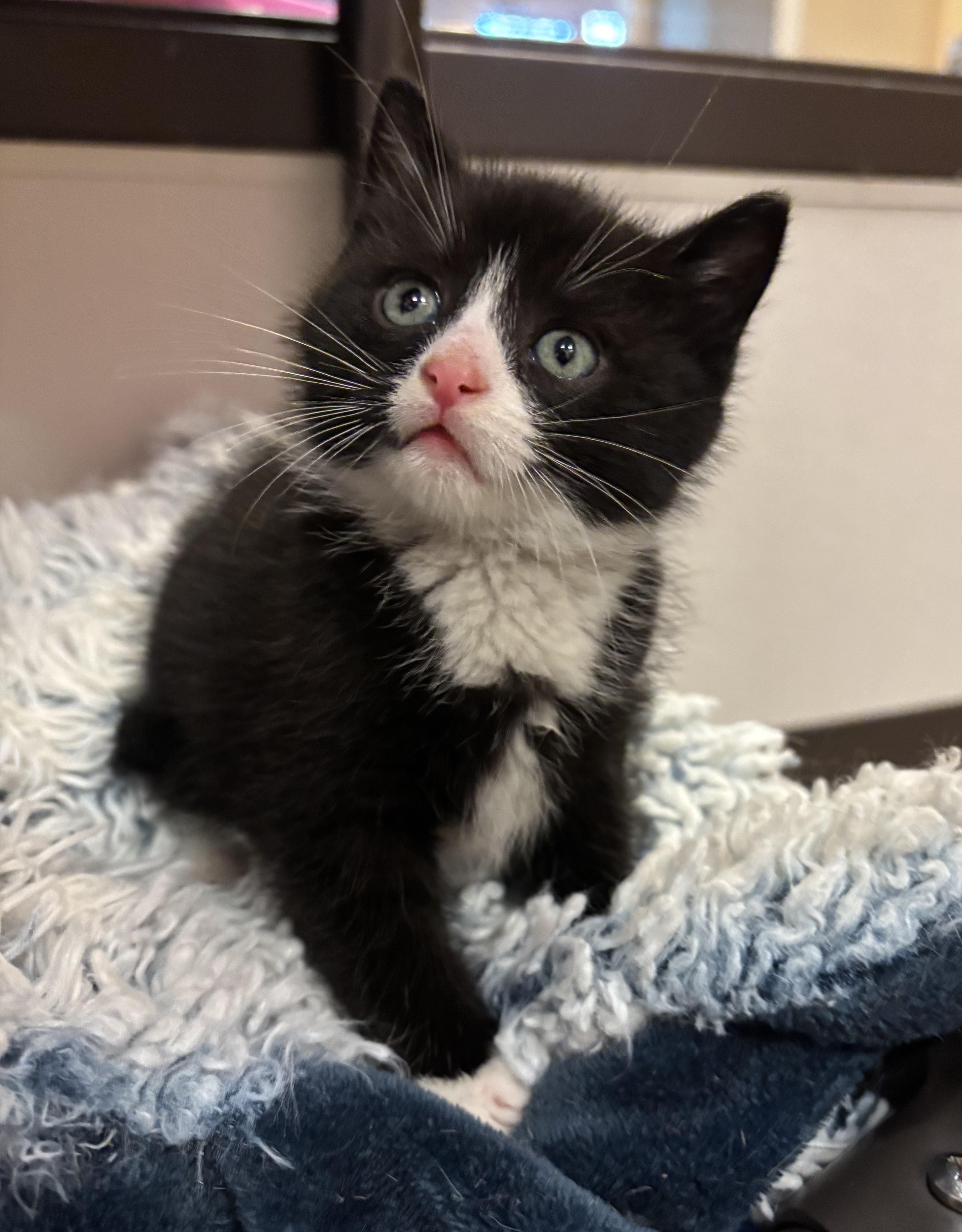 Yeti, adopted, Kitten Male Domestic Short Hair.