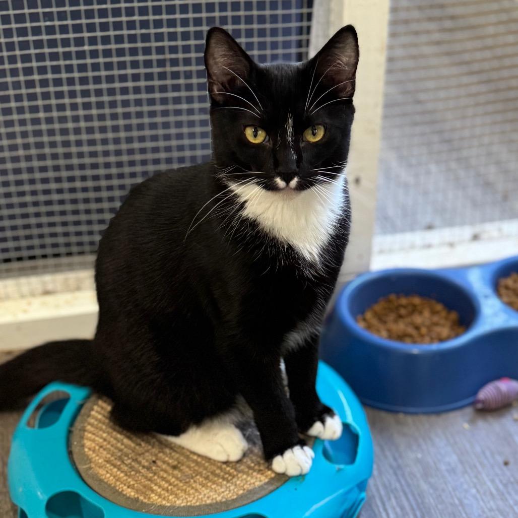 Enlarge Venus Flytrap, a Adoptable Domestic Short Hair in Fredericksburg, VA image 2/2