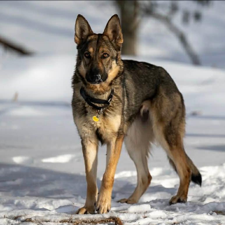 Panera (26-026), Adoptable, Adult Female German Shepherd Dog.
