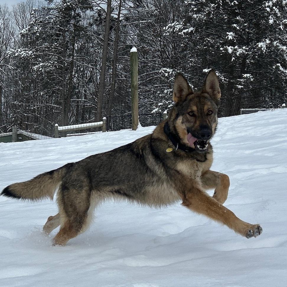 Panera (26-026), Adoptable, Adult Female German Shepherd Dog.