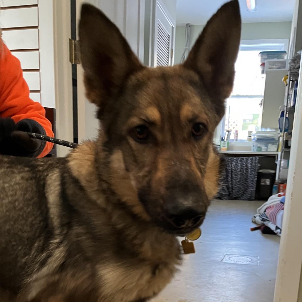 Panera (26-026), Adoptable, Adult Female German Shepherd Dog.