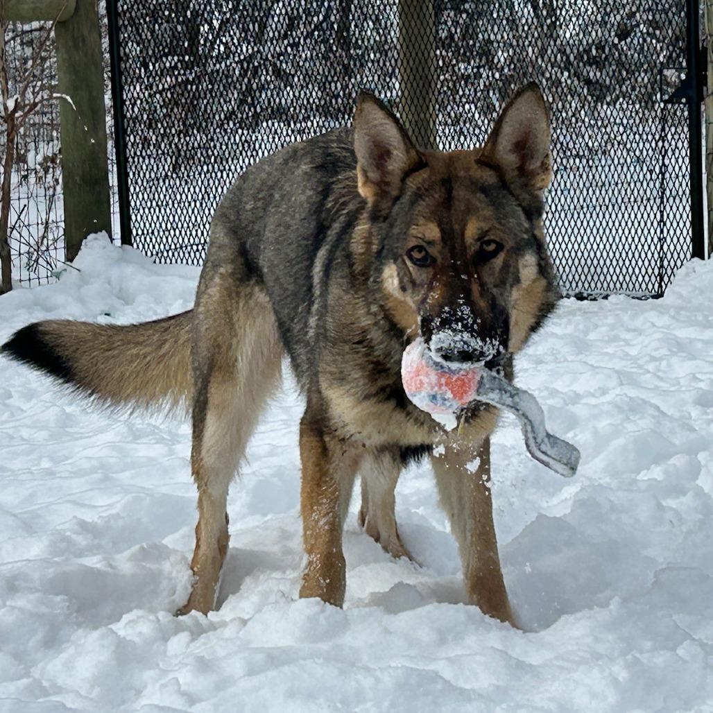 Enlarge Panera (26-026), a Adoptable German Shepherd Dog in New Ringgold, PA image 5/6