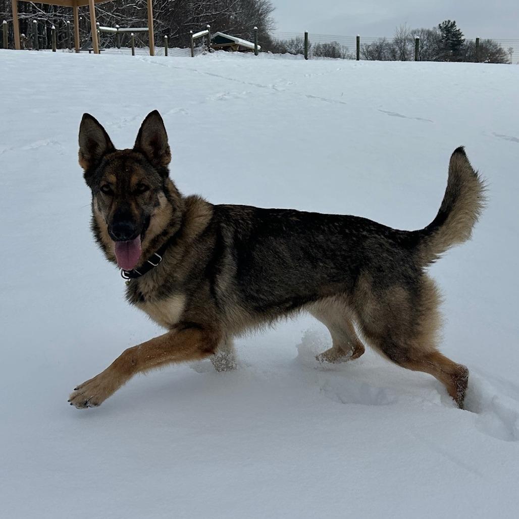 Enlarge Panera (26-026), a Adoptable German Shepherd Dog in New Ringgold, PA image 6/6