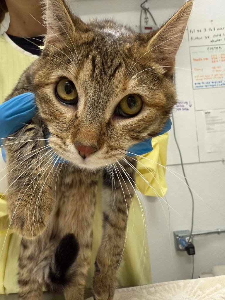 Enlarge Flannel, a Adoptable mixed breed in Grants Pass, OR image 1/1