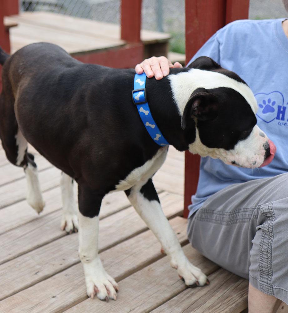 Brennan (AO36564), a ADOPTABLE mixed breed in Kansas City, KS image 5/6