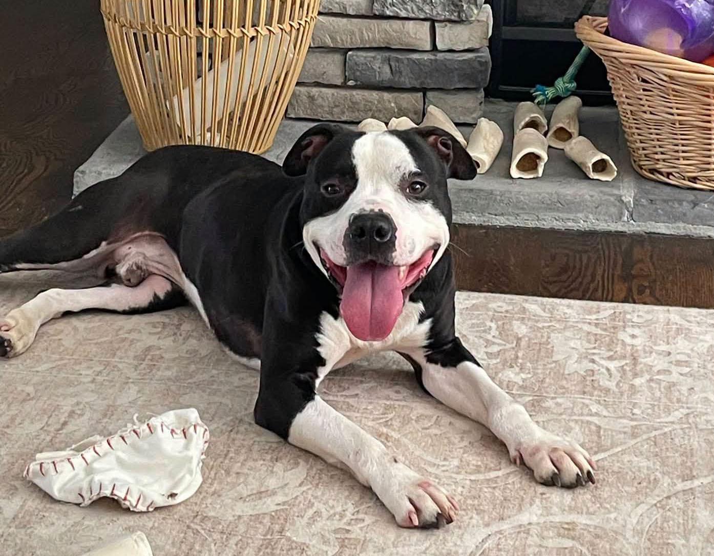 Enlarge Brennan (AO36564), a Adoptable mixed breed in Kansas City, KS image 3/6
