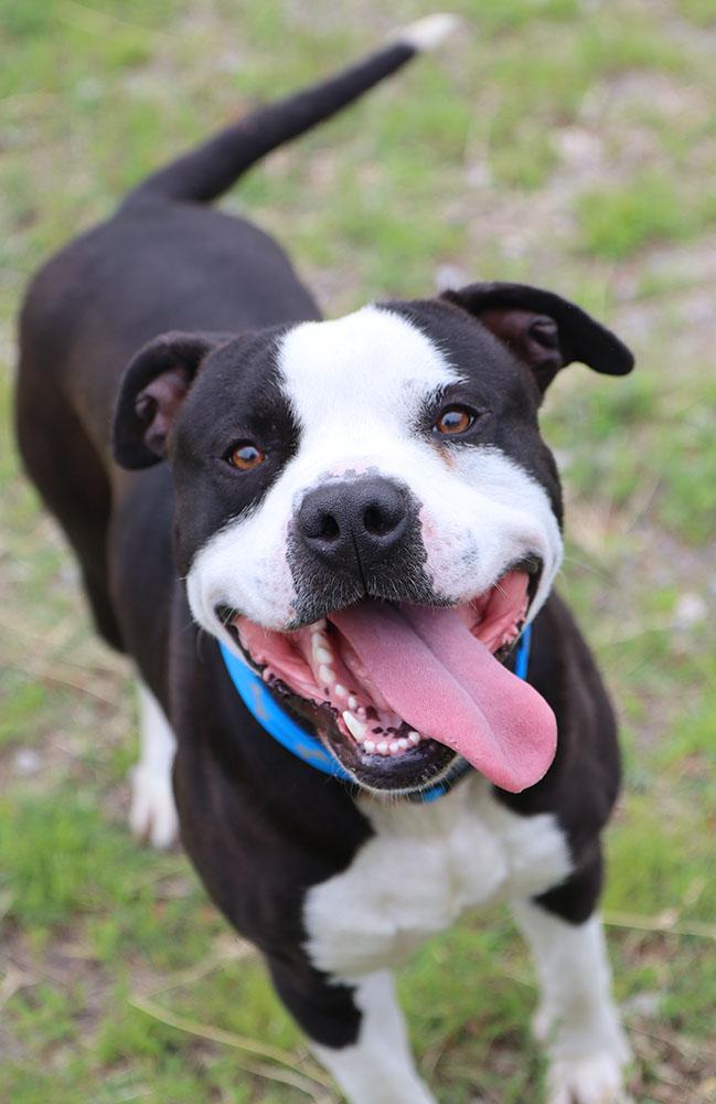 Brennan (AO36564), ADOPTABLE, Young Male American Bulldog.