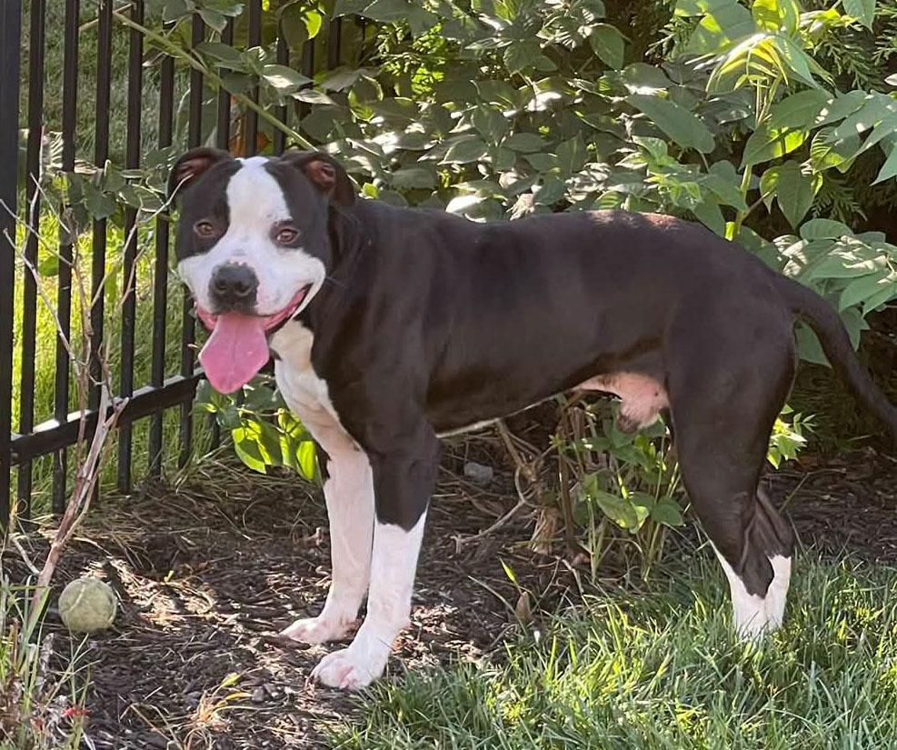 Enlarge Brennan (AO36564), a Adoptable mixed breed in Kansas City, KS image 6/6