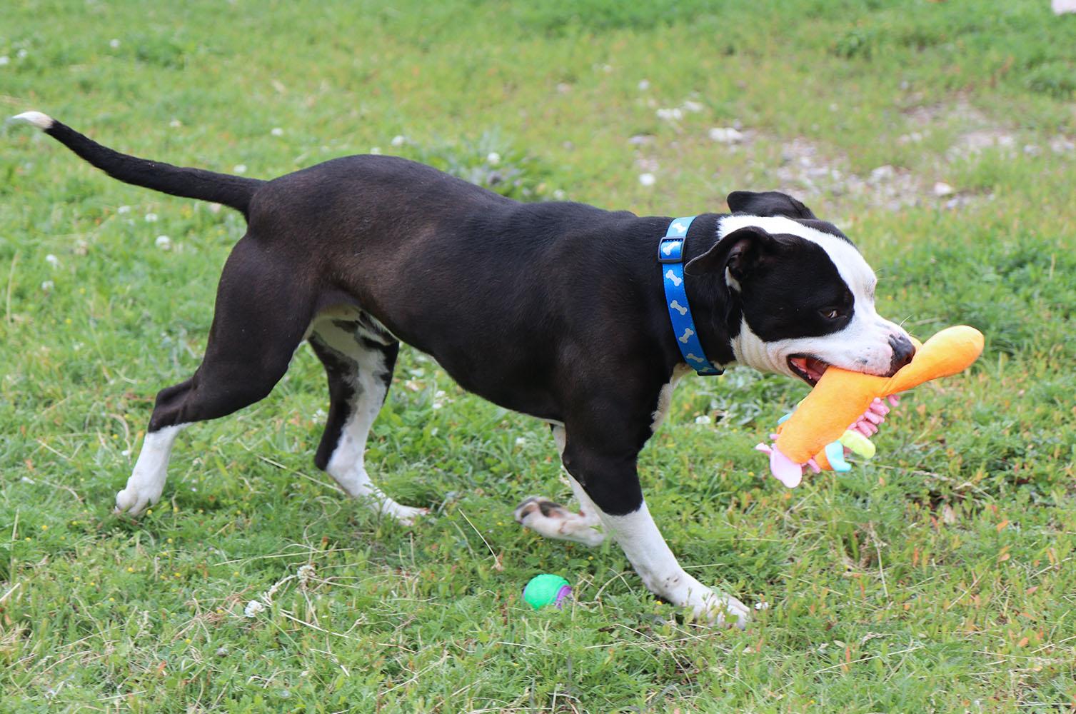 Brennan (AO36564), a ADOPTABLE mixed breed in Kansas City, KS image 6/6