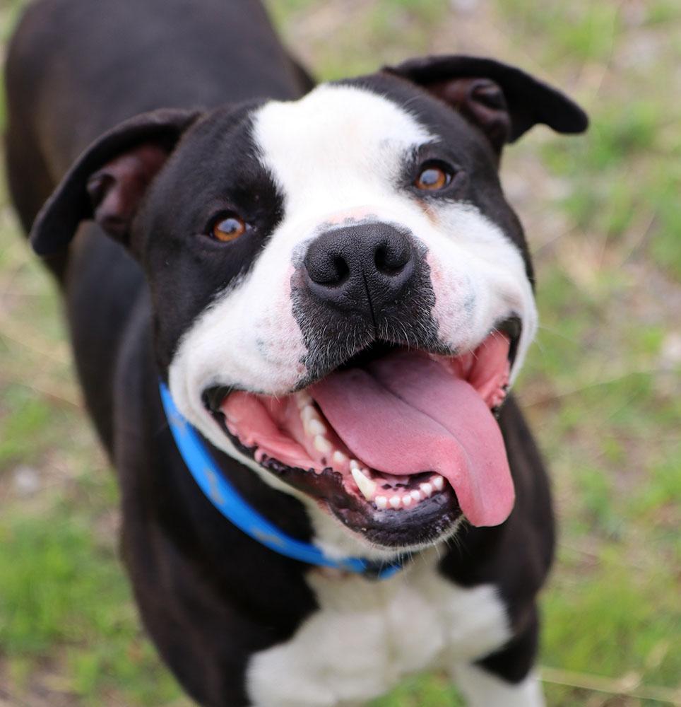 Brennan (AO36564), a ADOPTABLE mixed breed in Kansas City, KS image 3/6